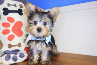Mallie Yorkshire Terrier 01