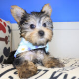 Mallie Yorkshire Terrier 02