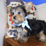 Mallie Yorkshire Terrier 03