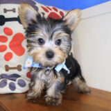 Mallie Yorkshire Terrier 04