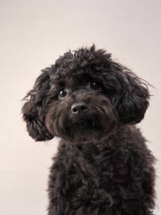 Maltipoo