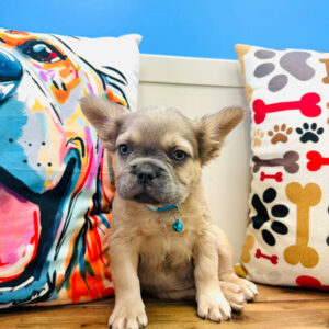Marco French Bulldog 01