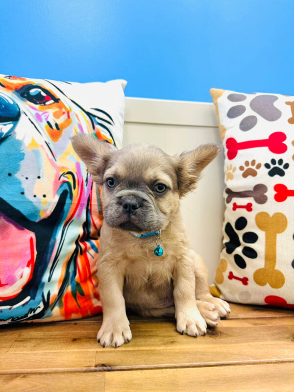 Marco French Bulldog 01
