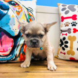 Marco French Bulldog 03