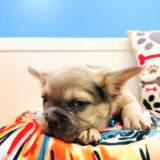 Marco French Bulldog 04