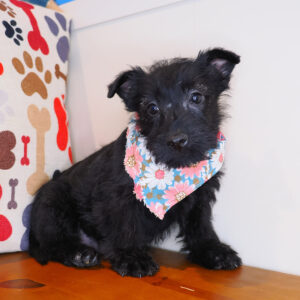 Mary Scottish Terrier 01