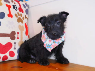 Mary Scottish Terrier 01