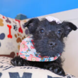 Mary Scottish Terrier 02