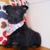 Mary Scottish Terrier 03