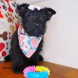 Mary Scottish Terrier 04