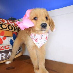 Maud Golden Retriever 01