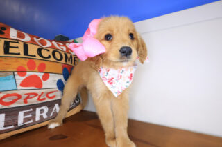 Maud Golden Retriever 01