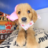 Maud Golden Retriever 02