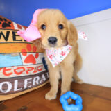 Maud Golden Retriever 03