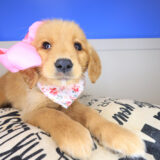 Maud Golden Retriever 04