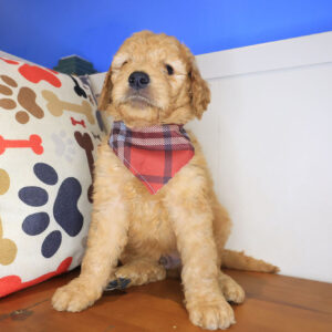 Meadow Mini Goldendoodle 01