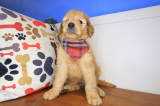 Meadow Mini Goldendoodle 01