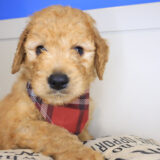 Meadow Mini Goldendoodle 02