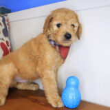 Meadow Mini Goldendoodle 03