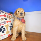 Meadow Mini Goldendoodle 04