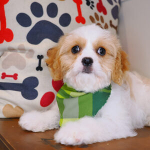 Mellow Cavachon 01