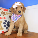 Mika Mini Goldendoodle 01