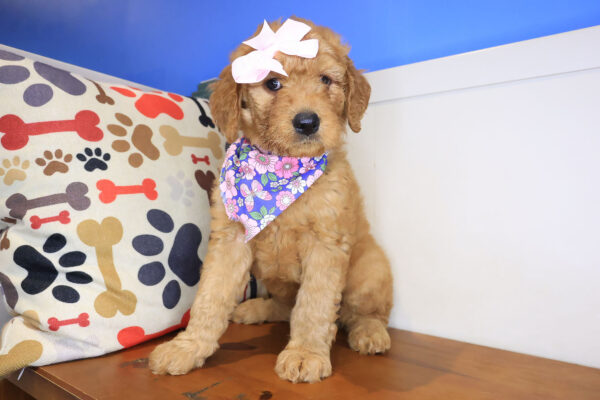 Mika Mini Goldendoodle 01
