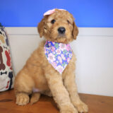 Mika Mini Goldendoodle 02