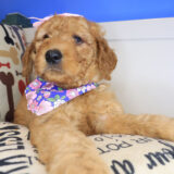 Mika Mini Goldendoodle 03