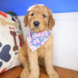 Mika Mini Goldendoodle 04