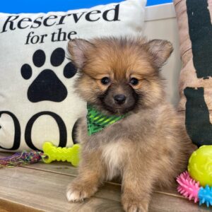 Milo Pomeranian 01