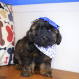 Mina Shihpoo 01