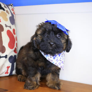 Mina Shihpoo 01