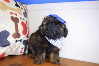 Mina Shihpoo 01