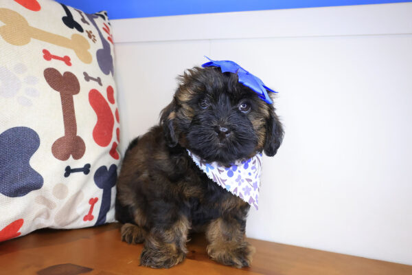 Mina Shihpoo 01