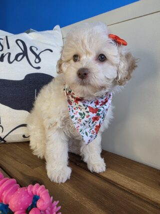 Minty Poodle 01