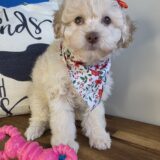 Minty Poodle 02