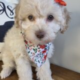 Minty Poodle 04