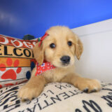 Moana Golden Retriever 01