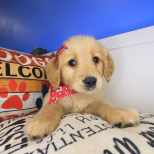 Moana Golden Retriever 01