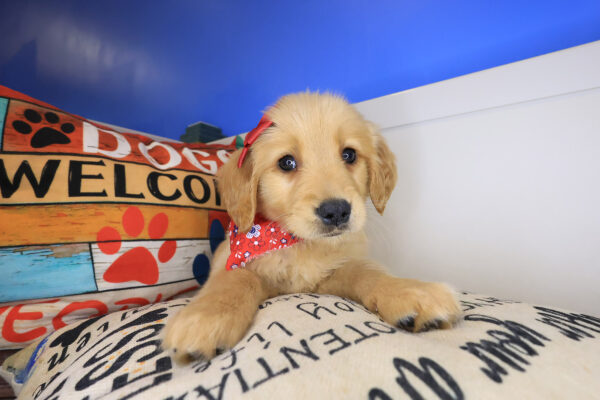 Moana Golden Retriever 01