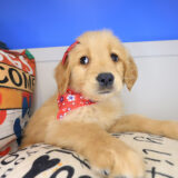 Moana Golden Retriever 03