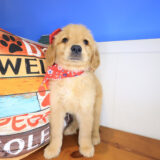 Moana Golden Retriever 04