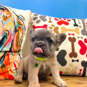 Mrs. Sprinkles French Bulldog 01