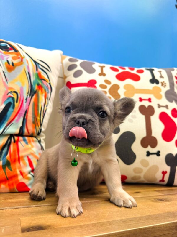 Mrs. Sprinkles French Bulldog 01
