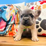 Mrs. Sprinkles French Bulldog 02