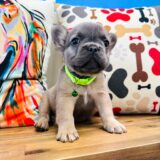Mrs. Sprinkles French Bulldog 03