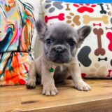 Mrs. Sprinkles French Bulldog 04