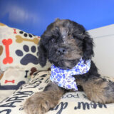 Nico Cockapoo 01