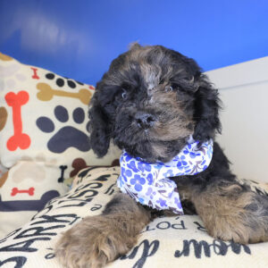 Nico Cockapoo 01